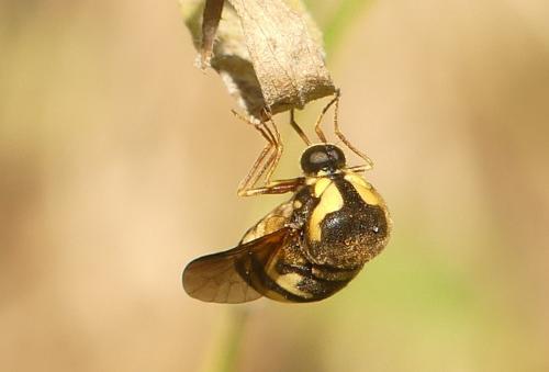 Cyrtus gibbus